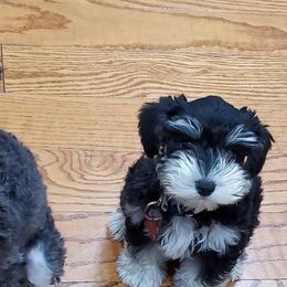 Miniature Schnauzers from Gulf Coast Schnauzers