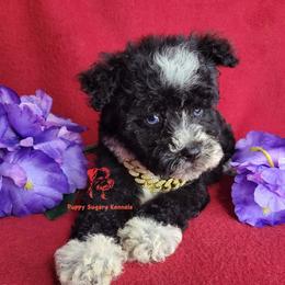 Bailey-Blue Eyes - Black female Miniature Schnauzer puppy in Fairhope, Alabama from Puppy Sugars Kennels