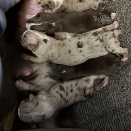 Miniature Australian Shepherd Puppies from B&B Little Aussie Gems