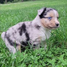 Obsidian - Blue merle male Miniature Australian Shepherd puppy in Sunbury, Pennsylvania from Elemental Mini Aussies