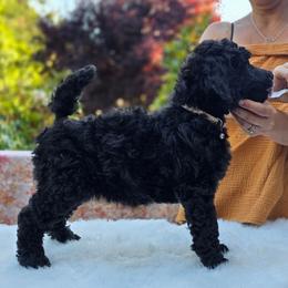 Raddish - Black female Poodle puppy in Springfield, Oregon from Valaurah Farms