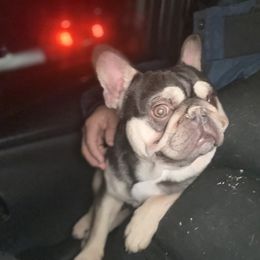 French Bulldog and Labrador Retriever Puppies from Desiree Ortiz's French Bull Dogs and Labrador Retrievers