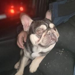 French Bulldog and Labrador Retriever Puppies from Desiree Ortiz's French Bull Dogs and Labrador Retrievers