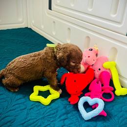 Green Collar Boy - Liver male Bedlington Terrier puppy in Leesburg, Virginia from LAMZ Bedlington Terriers