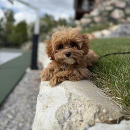 Bernedoodle, Cavapoo, Havanese, and Havapoo Puppies from Lady Paws Puppies - Cassie