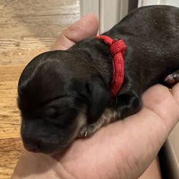 Girl 2 - Red Dachshund puppy in Highland, California from BAES Teufelshunde