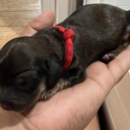 Girl 2 - Red Dachshund puppy in Highland, California from BAES Teufelshunde