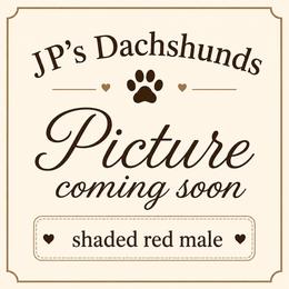 AKC Shaded Red Male - Red male Dachshund puppy in Sumrall, Mississippi from JP’s Dachshunds