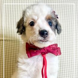 VIOLA - Black and white female Bernedoodle puppy in Houston, Texas from Pia’s Doodle Poodle Wag