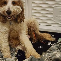 Harley - Goldendoodle