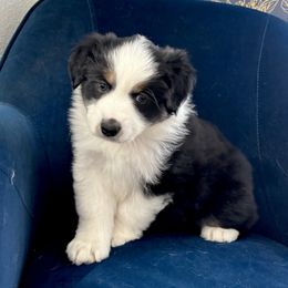 Girl 1 - Miniature American Shepherd puppy from Morning Glory Minis