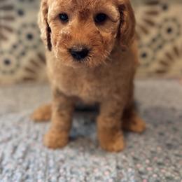 Marigold - Apricot female Goldendoodle puppy in Mustang, Oklahoma from The Doodle grove
