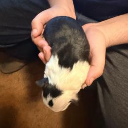 White face boy - Black and white male Border Collie puppy in Lebanon, Oregon from Cahill’s Canines