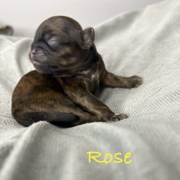 Dorthy - Brindle female Shih Tzu puppy in Vernon, New Jersey from Calta’s Cute Shih Tzu