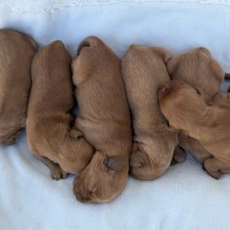 Girl 3 - Golden female Golden Retriever puppy in Salt Lake City, Utah from Deseret Peak Goldens