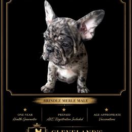 Blanton - Brindle male French Bulldog puppy in Robertsdale, Alabama from Cleveland’s Frenchies