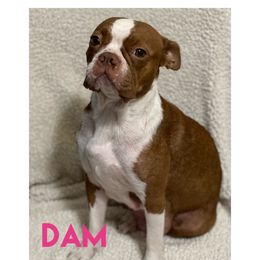 Stormie - Boston Terrier