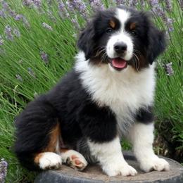 Hulk - Black tri male Miniature American Shepherd puppy in Kalama, Washington from Lone Pine Miniature American Shepherds