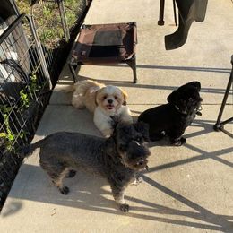Shih Tzu All Grown Up from Jamie Serigny's Shih Tzus