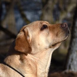 Spirit - Labrador Retriever