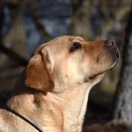Spirit - Labrador Retriever