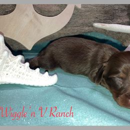 Dachshund and Pug Puppies from Wiggle'n V Ranch