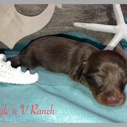 Dachshund and Pug Puppies from Wiggle'n V Ranch