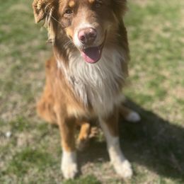 Barbosa - Australian Shepherd