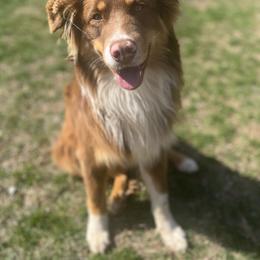 Barbosa - Australian Shepherd