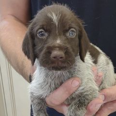 German Wirehaired Pointers from Achor's Acres