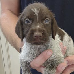 German Wirehaired Pointers from Achor's Acres