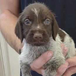 German Wirehaired Pointers from Achor's Acres