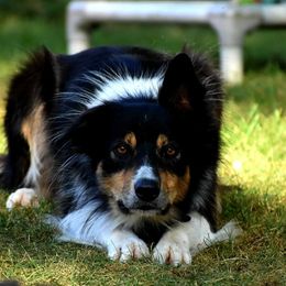 Border Collie and Labrador Retriever All Grown Up from Steppinstone Dog Training and Labradors