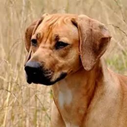 Mila - Rhodesian Ridgeback