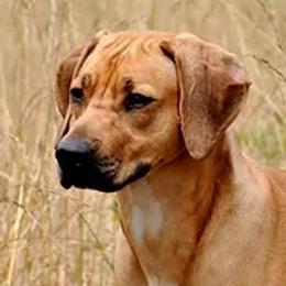 Mila - Rhodesian Ridgeback