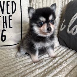Smoki - Black and white female Pomsky puppy in Valparaiso, Indiana from Valparaiso Pomskys