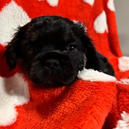 Aurora - Black and white female French Bulldog puppy in Columbus, Ohio from Kallie’s Kennel