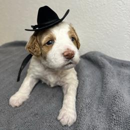 Goofy - Parti male Goldendoodle puppy in Phoenix, Arizona from Amore Doodles & Poodles