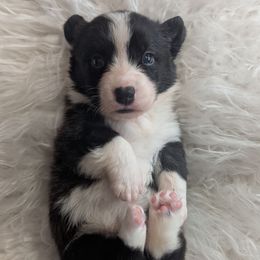 McIntosh - Brindle and white male Cardigan Welsh Corgi puppy in Garrett, Indiana from Chloe's Colorful Corgis