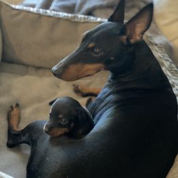 Manchester Terrier Puppies from Go West Dogs