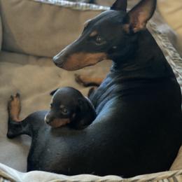 Manchester Terrier Puppies from Go West Dogs