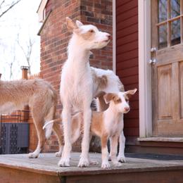 Ibizan Hound Puppies from Altamira Wire Ibizan Hounds