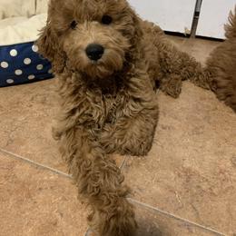 Goldendoodle and Poodle Puppies from Katy's Toy Poodles & Doodles