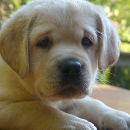 Labrador Retriever Puppies from Barefoot Labradors