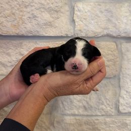 Cindy Lou - Black and white female Bernedoodle puppy in Yuba City, California from Ranch House Doodles