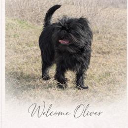 Oliver - Brussels Griffon