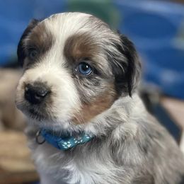 Miniature Australian Shepherds from Hammon Ranch Aussies