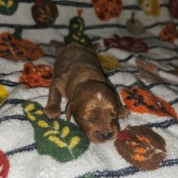 Tate - Red male Cavapoo puppy in Copan, Oklahoma from Lebel Cavapoos