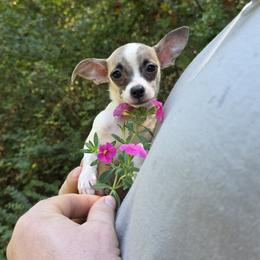 Girl 3 - Fawn and white female Chihuahua puppy in East Camden, Arkansas from RoyAl
