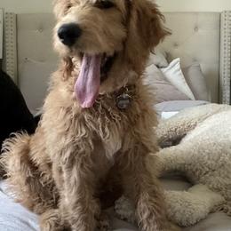 Bernedoodle and Goldendoodle All Grown Up from Gracie's Goldendoodles and Bernedoodles